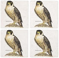CafePress Peregrine Falcon Bird Tumbled Stone - Set of 4 Coasters Set of 4 by CafePress