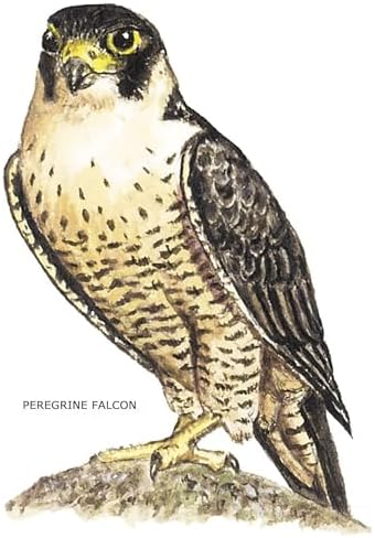 CafePress Peregrine Falcon Bird Tumbled Stone - Set of 4 Coasters Set of 4 w/holder - Image 2