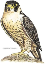 CafePress Peregrine Falcon Bird Tumbled Stone - Set of 4 Coasters Set of 4 w/holder - Image 2