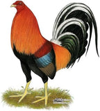 CafePress Gamecock Wheaten Rooster Tumbled Stone - Set of 4 Coasters Set of 4 w/holder - Image 2